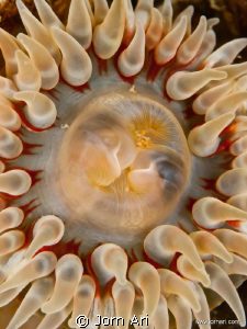 Sea Anemone.
Photo taken in the cold water of Denmark in... by Jorn Ari 